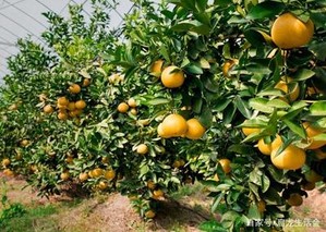 葡萄柚 种植(葡萄柚种植视频教程)