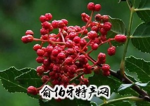 金口河花椒