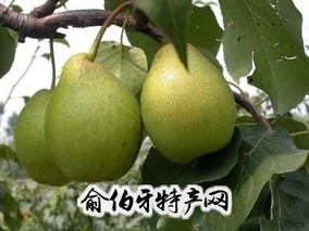 盘古鸭梨