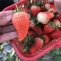 草莓几月份成熟？