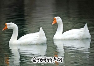 麻阳白鹅