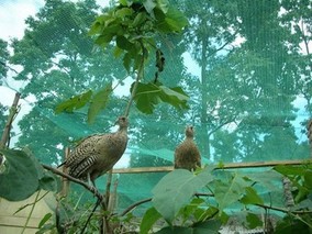 江西生态养野鸡 放飞致富梦