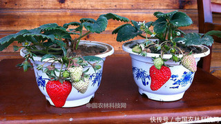 草莓品种哪个适合盆栽？