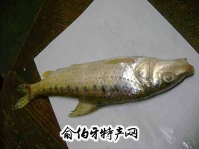 黄河鸽子鱼