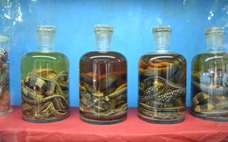 关于蛇酒的制作方法要点