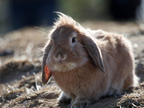 兔毛球病的症状与其综合防治
