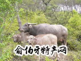 温州水牛