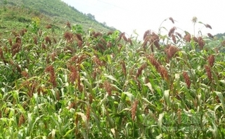 哪些地方适合种植高粱？