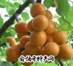 金太阳杏