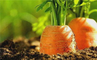 我们平常吃的胡萝卜其实是它的根还是果实？