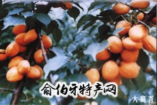 “安奇”大扁杏