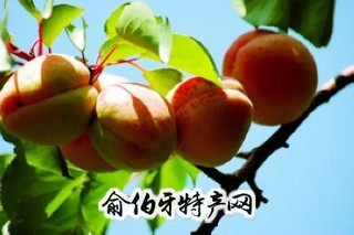 崇信接杏