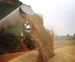 河南8000多万亩小麦播种基本结束
