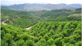 云南成全球最大澳洲坚果种植基地