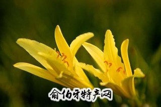 大同黄花