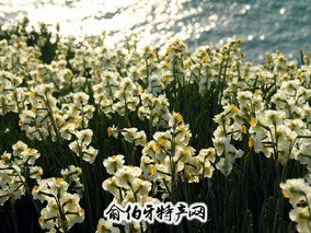 平潭水仙花