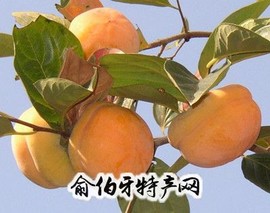 易县磨盘柿