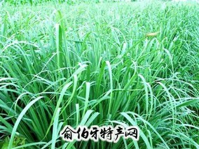 香茅草