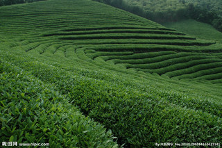 茶叶地方品种--莫干黄芽种