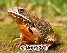 中国林蛙（别名：田鸡、油蛤膜、黄肚囊，蛙科）
