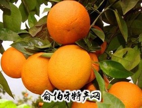 右桂夏橙