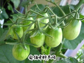 威海无花果