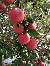 红富士苹果是产自中国的品种吗？
