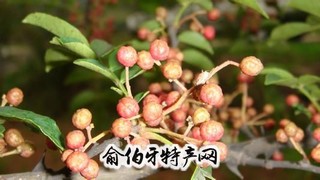 观音堂花椒