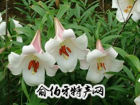 万载百合