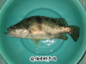 黄龙鳜鱼