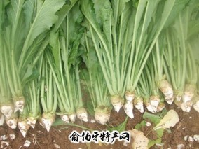 保定春不老