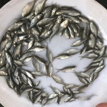 草鱼鱼种团头鲂成鱼混养高产技术