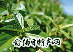 岭头单丛茶