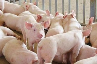 当前生猪市场价格是多少？