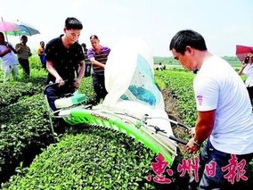 广东惠州用采茶机速度采茶