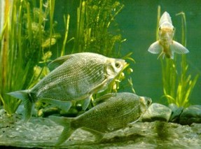 团头鲂鱼的人工繁殖