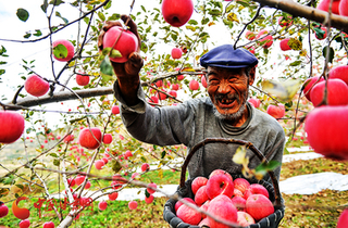 今年甘肃静宁苹果产销两旺 果农“增产稳收”