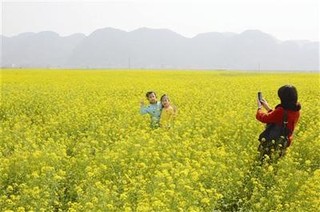 三里油菜