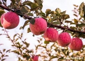 中国陕西十大苹果品牌