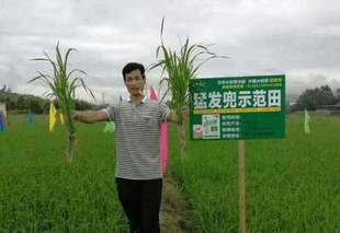 硅肥锌肥对水稻的作用大 水稻施肥莫忘硅和锌