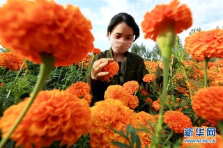 新疆兵团八十四团色素菊花