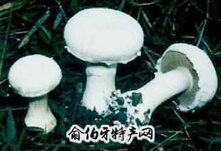 承德蘑菇