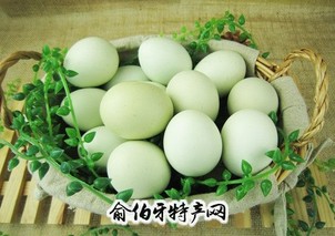 麻城绿壳蛋鸡