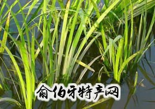 石菖蒲