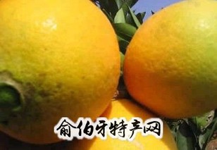 会同脐橙