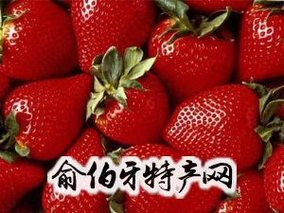 蚌埠草莓