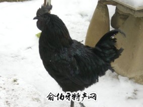 略阳乌鸡