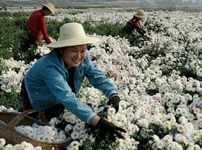 麻城福白菊