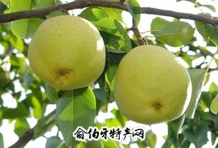 会泽宝珠梨