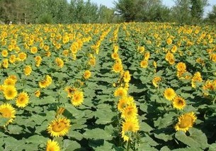 内蒙星火花葵